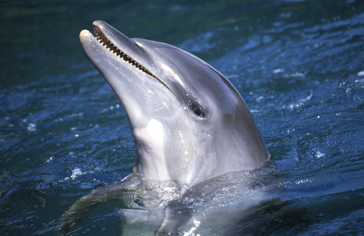 DIVING;UNDERWATER;palau;dolphins;F891_FACTOR 19C